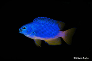 Fully Flexed GoldBelly Damsel by William Loke 
